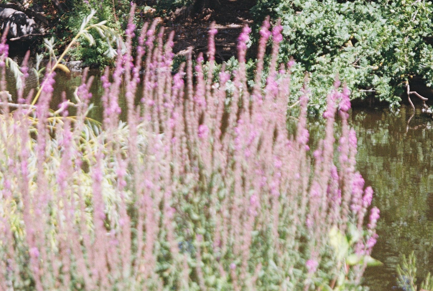 Wildflowers blooming beside a garden pond