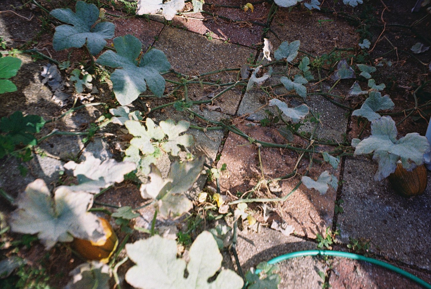 Pumpkin vines trailing across a real garden patio