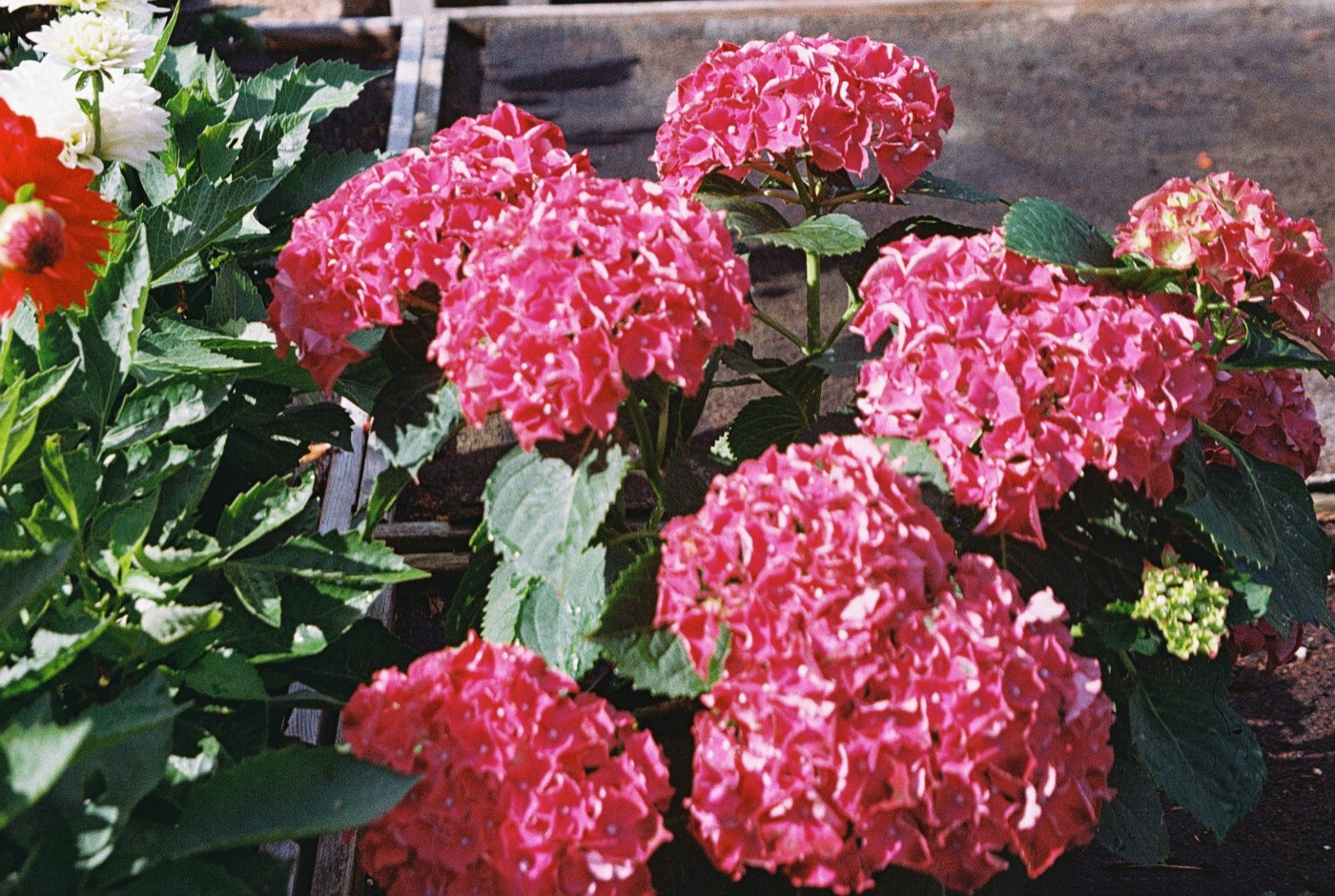 Real hydrangeas and dahlias in bloom