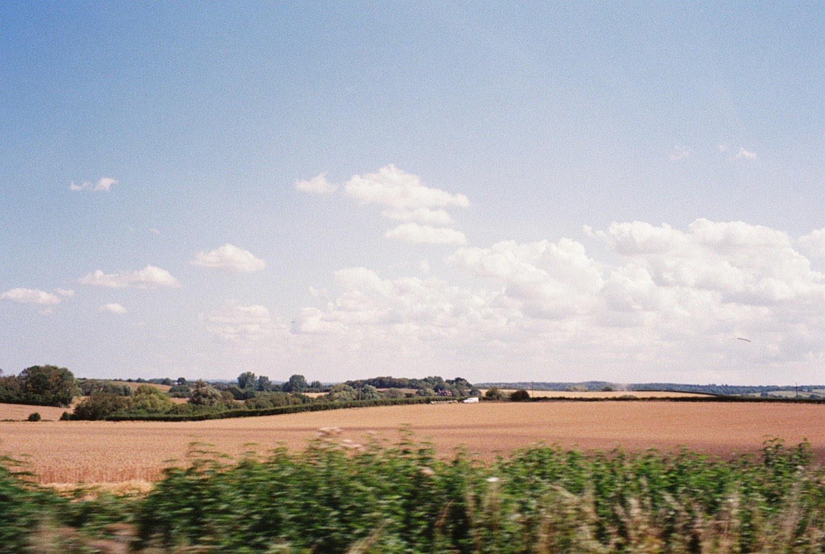 A real UK wheat field, photographed from the roadside