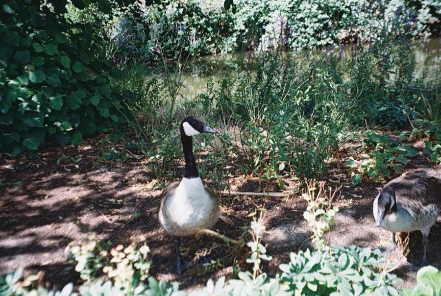 A goose by the water