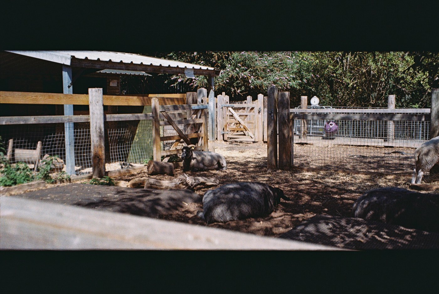 Pigs and a sheep resting in a real farm pen